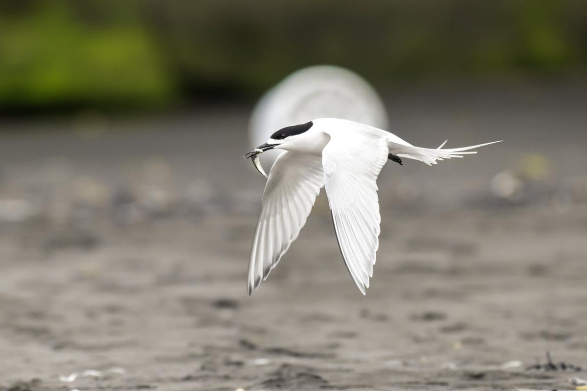 Saryu Mae;Carrying love ;White fronted tern, carrying a fish for its mate. At Muriwai Beach, Auckland. Spent three hours to capture this moment perfectly.