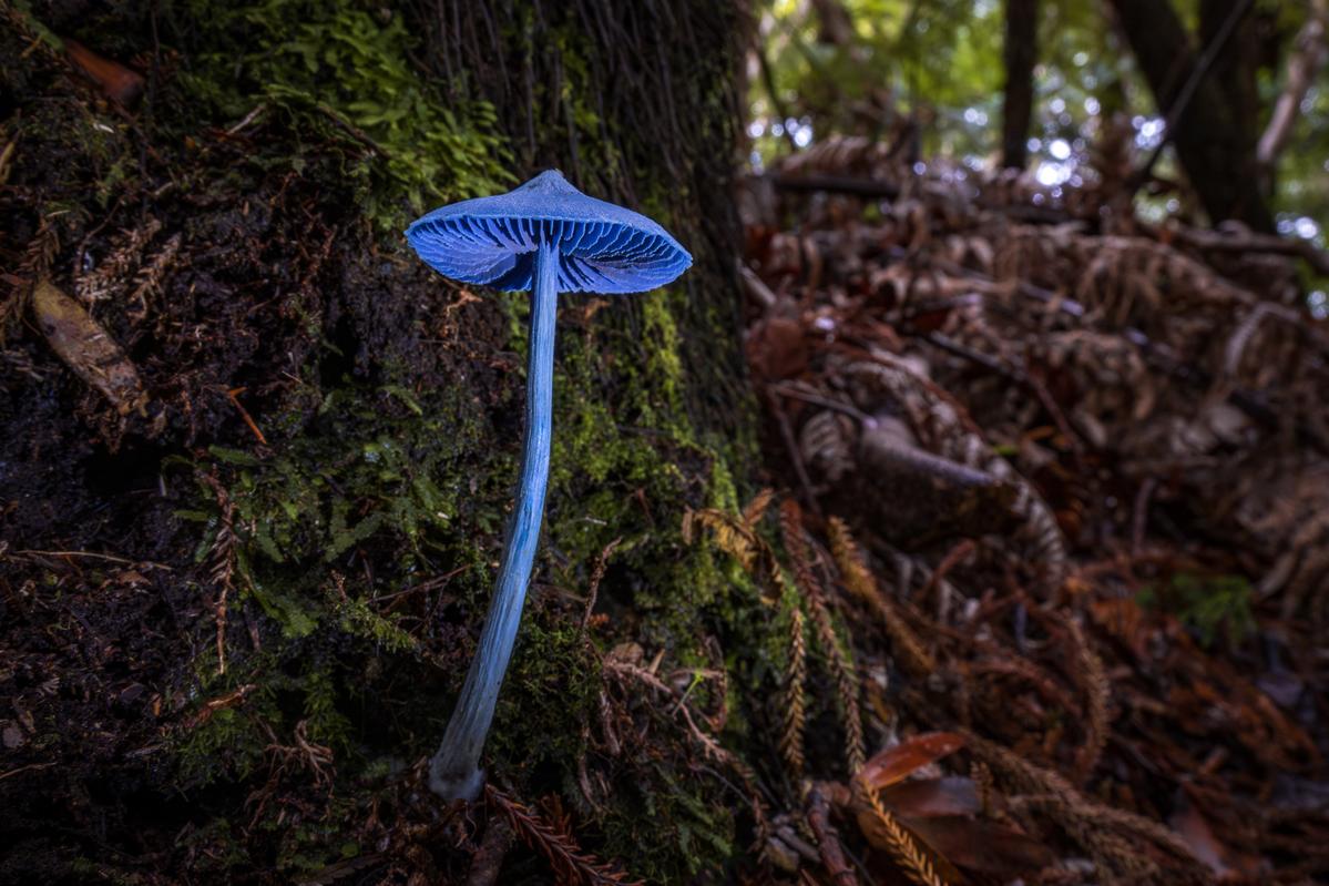 Saryu Mae;Werewere kōkako: A Fungal Icon of Aotearoa;This vivid blue mushroom is Entoloma hochstetteri, also known as Werewere Kōkako, a species found only in New Zealand. After years of searching, I finally discovered one in the Waitākere Ranges this May. I spent an hour capturing it, aiming to highlight both its striking natural colour and the forest habitat it calls home.