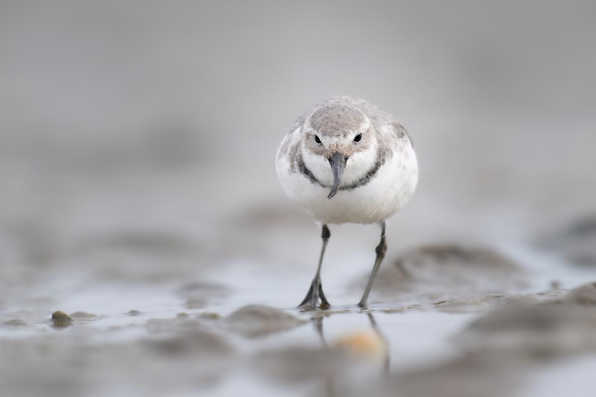 Saryu Mae;wrybill;wrybill at Kaipara