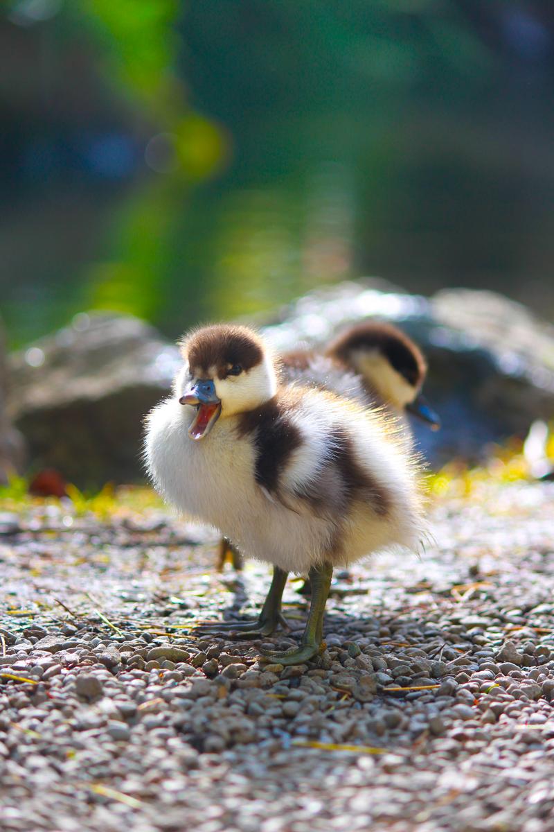 Thomas Hope;Talkative Duck;Cute little duckling pronouncing himself