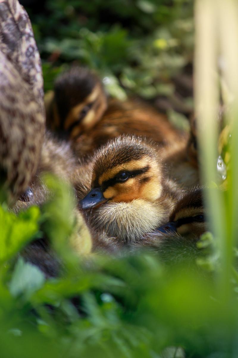 Thomas Hope;Fluffy Ducky;Safe little duckling being protected by its mother