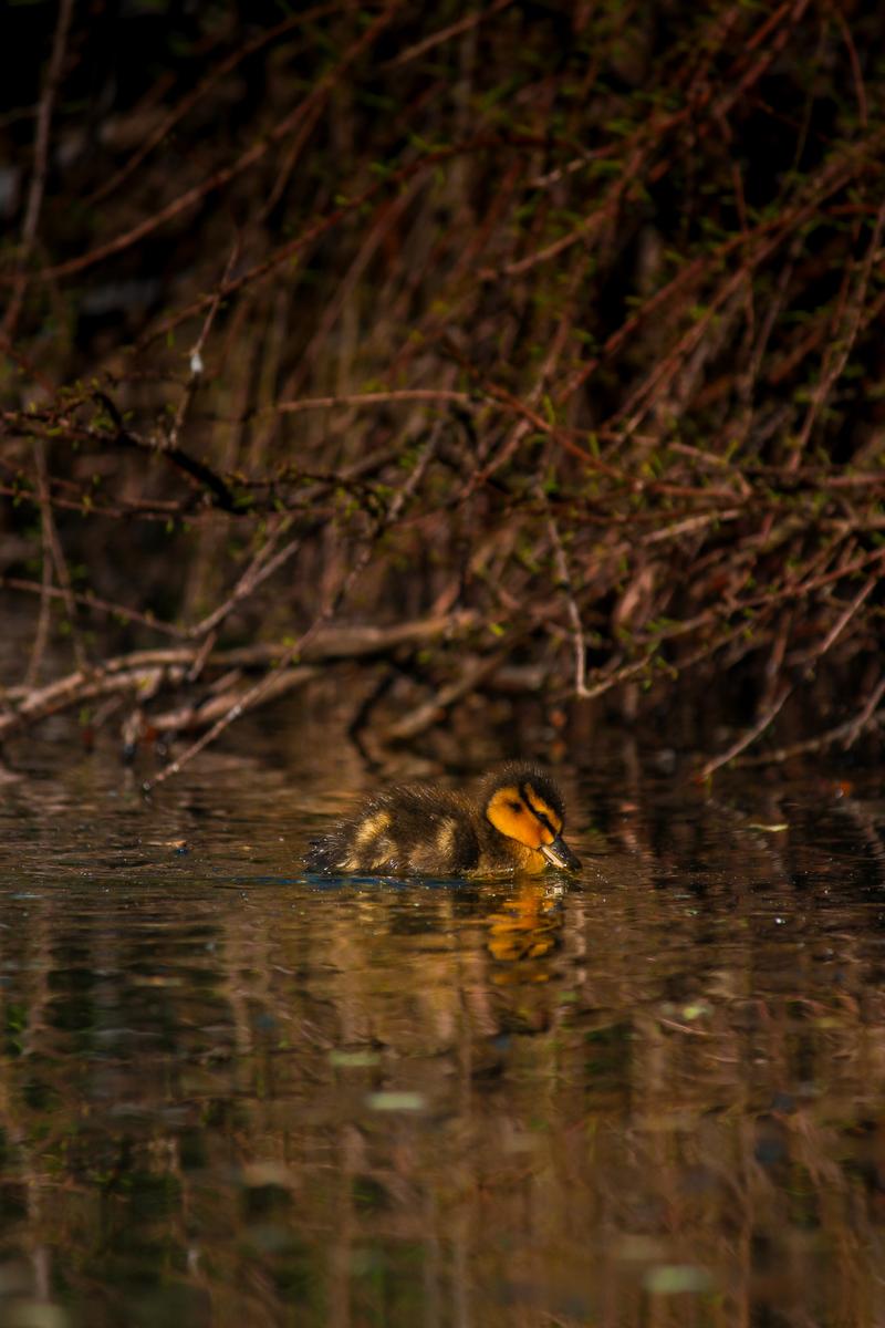 Thomas Hope;Lone Duckling;An adventurous duckling all on its own