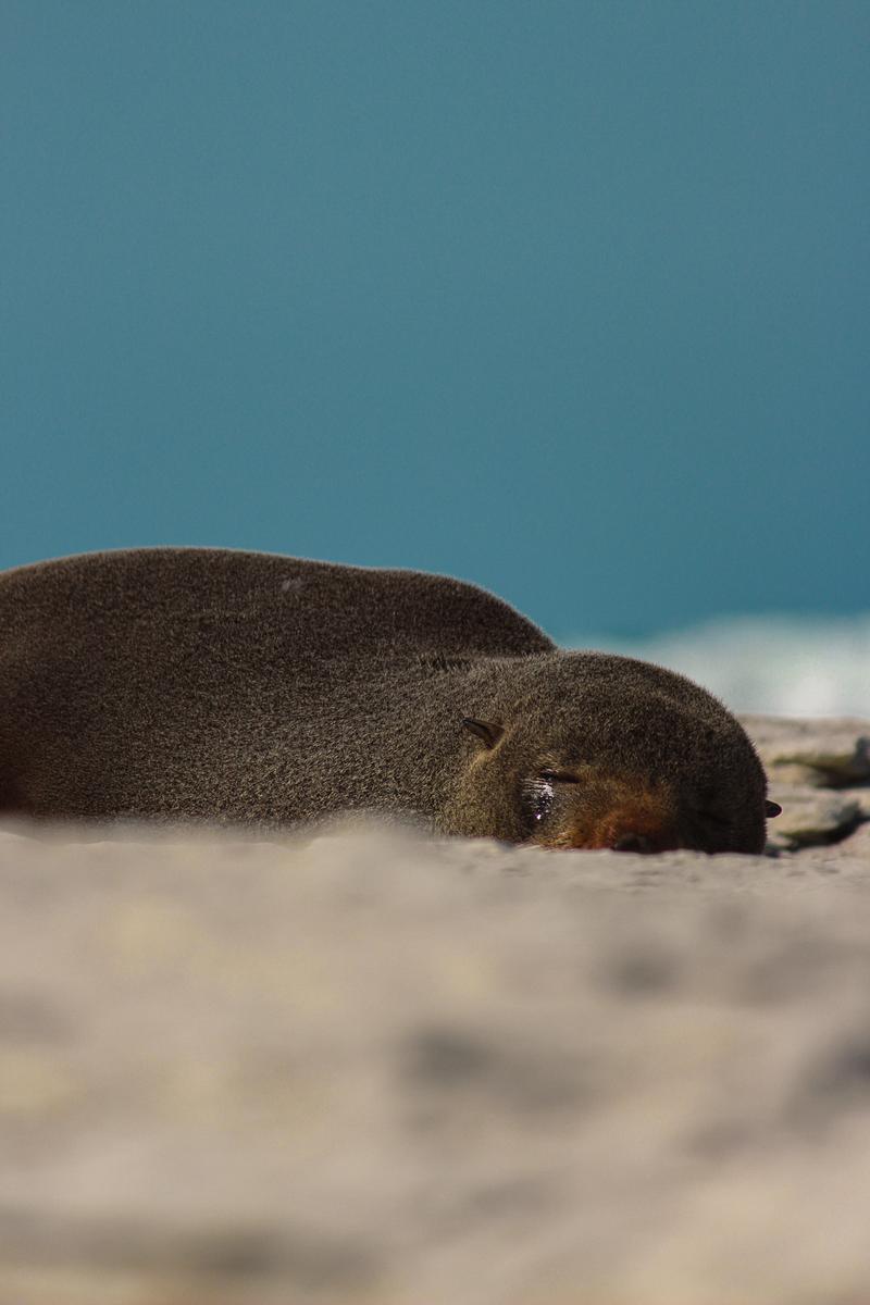 Thomas Hope;Sad Little Seal;A cute seal having a nightmare