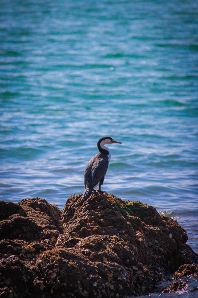 Thomas Hope;Watchdog of the Rock Pools;A Shag looking out from the rocks