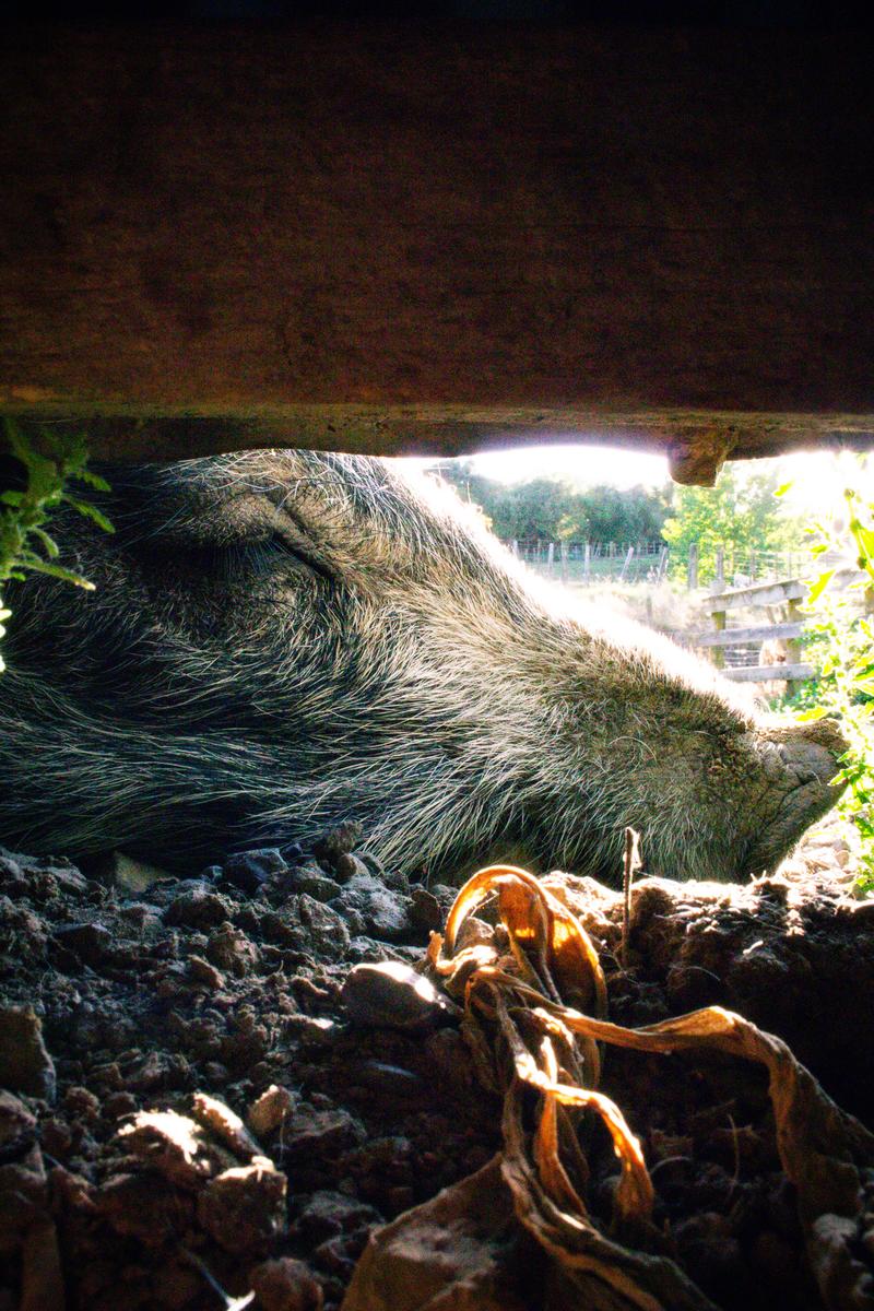 Thomas Hope;Snoozing Pig;A gentle farm pig having a nap