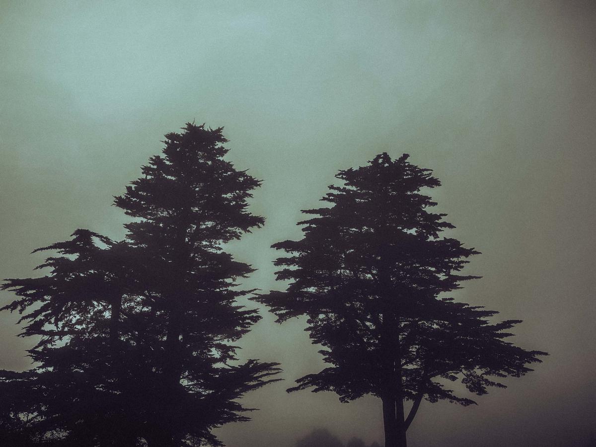 Winny He;A secret between two;Caught between dusk and dawn as secrets linger in the fog. A discussion scatters across the atmosphere whilst  two trees stand side by side, whispering to eachother.