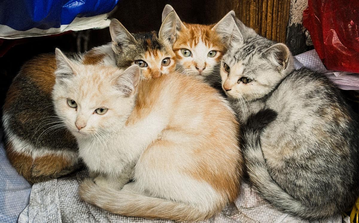 Winny He;kuddling kittens;