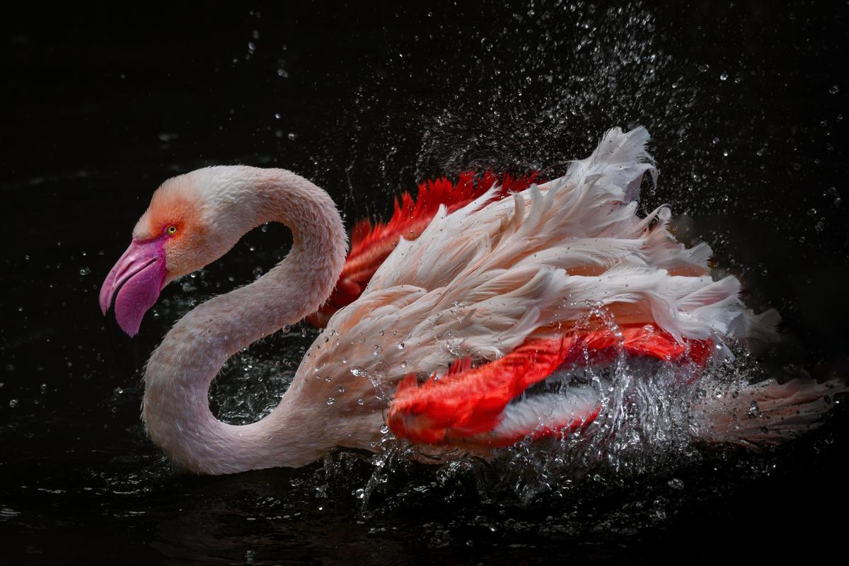 Yechang chen;Aquatic Elegance: Flamingo in Motion;A vibrant photograph freezing a flamingo mid splash, showcasing its graceful movement and vivid colors against a contrasting dark background