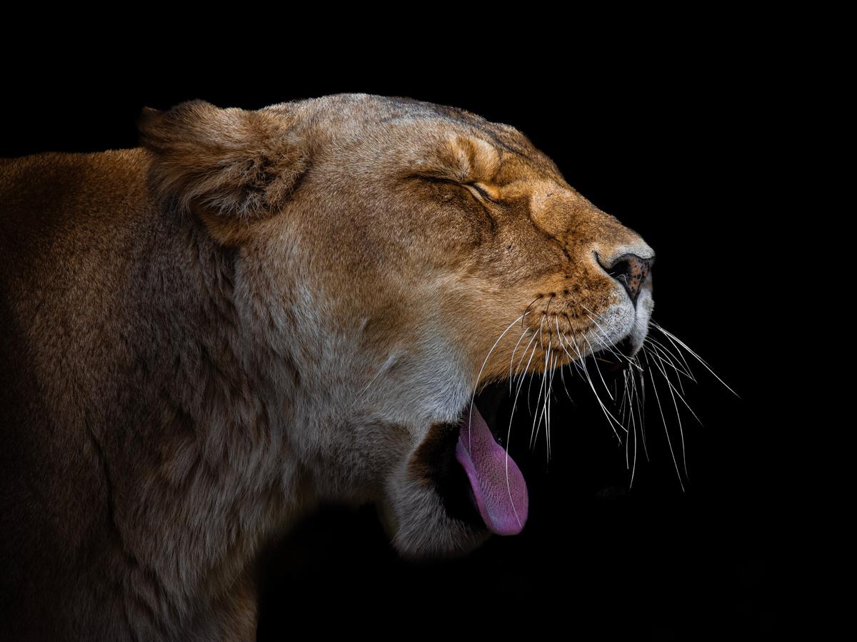 Yechang chen;Primal Respite;An intimate close up of a yawning lion, illuminated by sidelight to reveal the texture of its fur against a deep black backdrop
