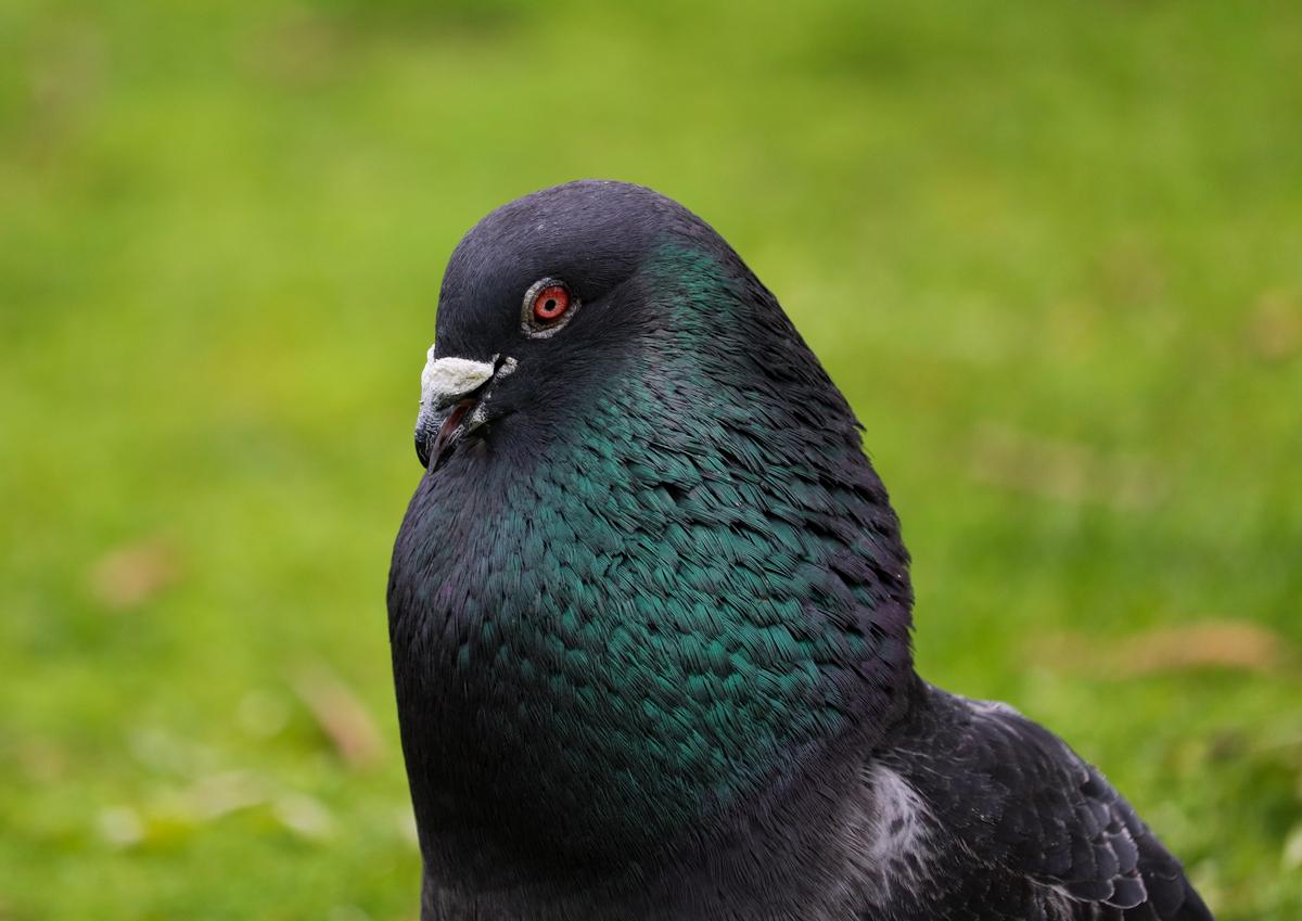 shafeek allie;pigeon;male pigeon trying to impress a female with a bright display