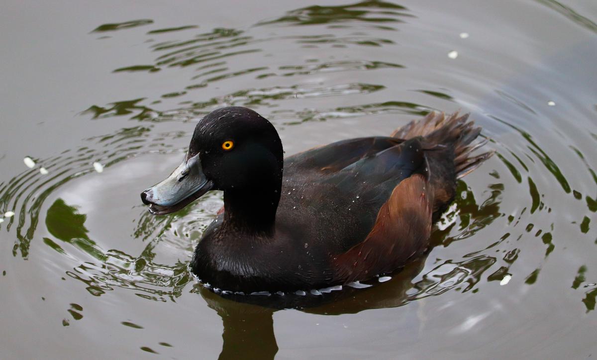 shafeek allie;new zealand scaup