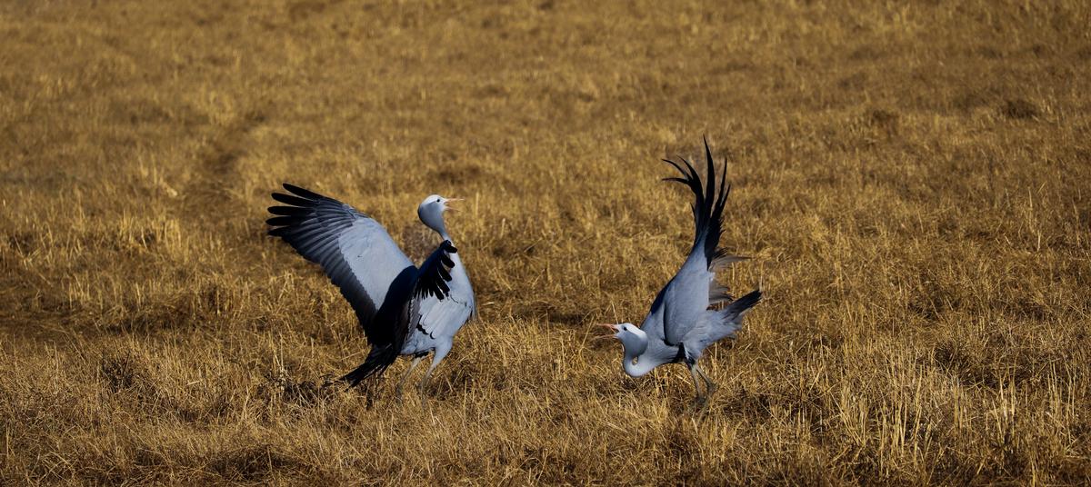 shafeek allie;blue heron dance;the mating ritual of the blue heron