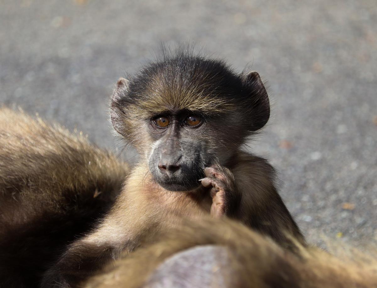 shafeek allie;young baboon;A young chacma baboon with its troop