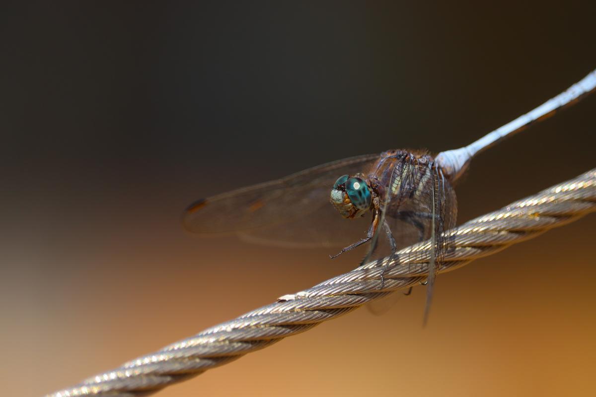 shafeek allie;a julia skimmer dragonfly