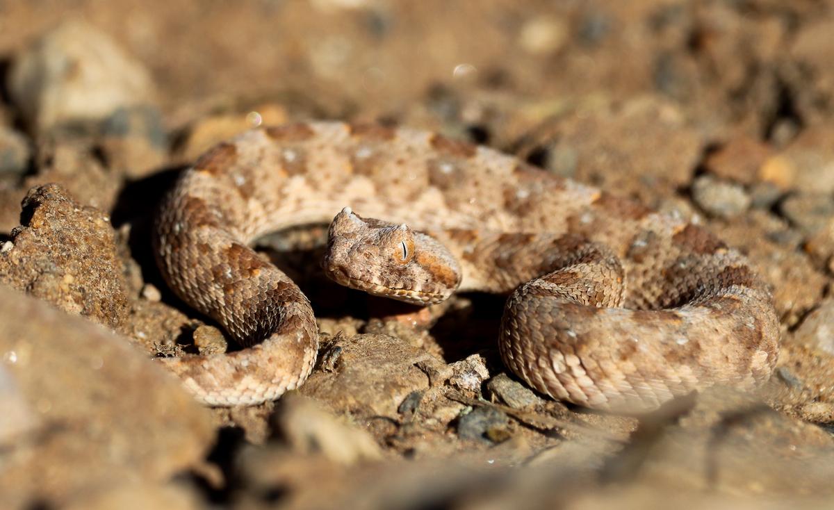 shafeek allie;adder;Baby horned adder in a defensive posture