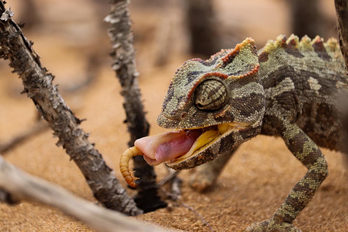 shafeek allie;namaqua chameleon ;one of the only terrestrial chameleons, the namaqua chameleon has a meal