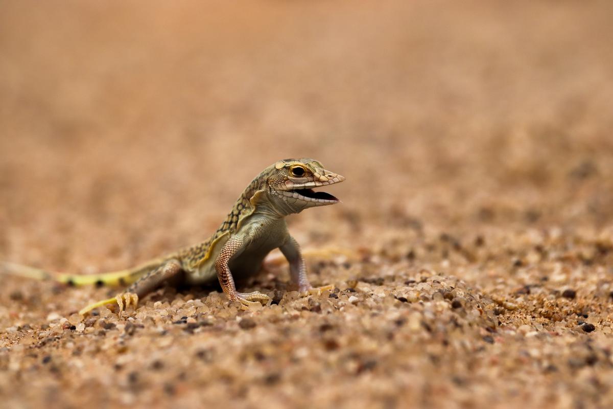 shafeek allie;shovel snouted lizard