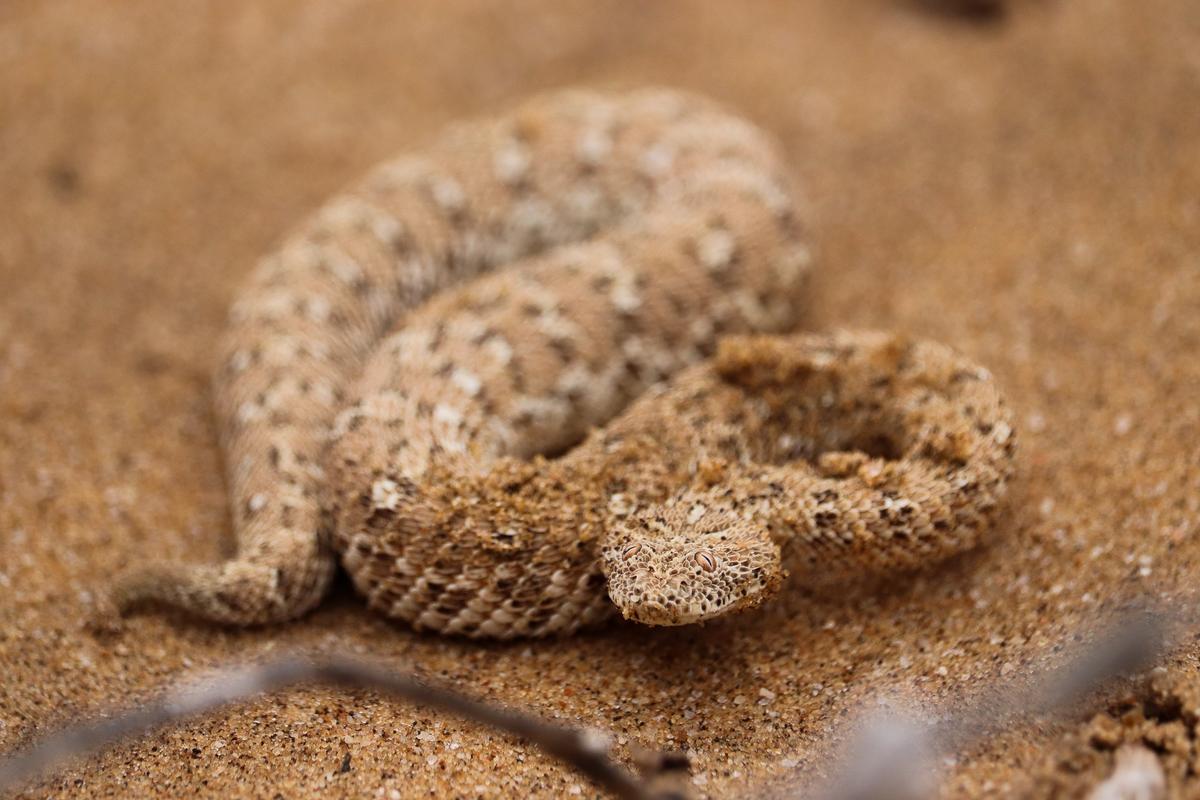 shafeek allie;peringueys adder ;a species of snake that has adapted to a lifestyle of burying itself in the sand, as is evident by its eyes being on the top of its head