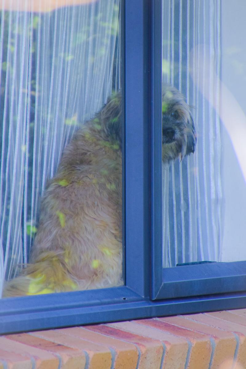 Anuke Ranaweera;The window