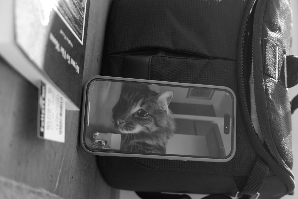 Augusto Lampariello;The Silence of a Videocall