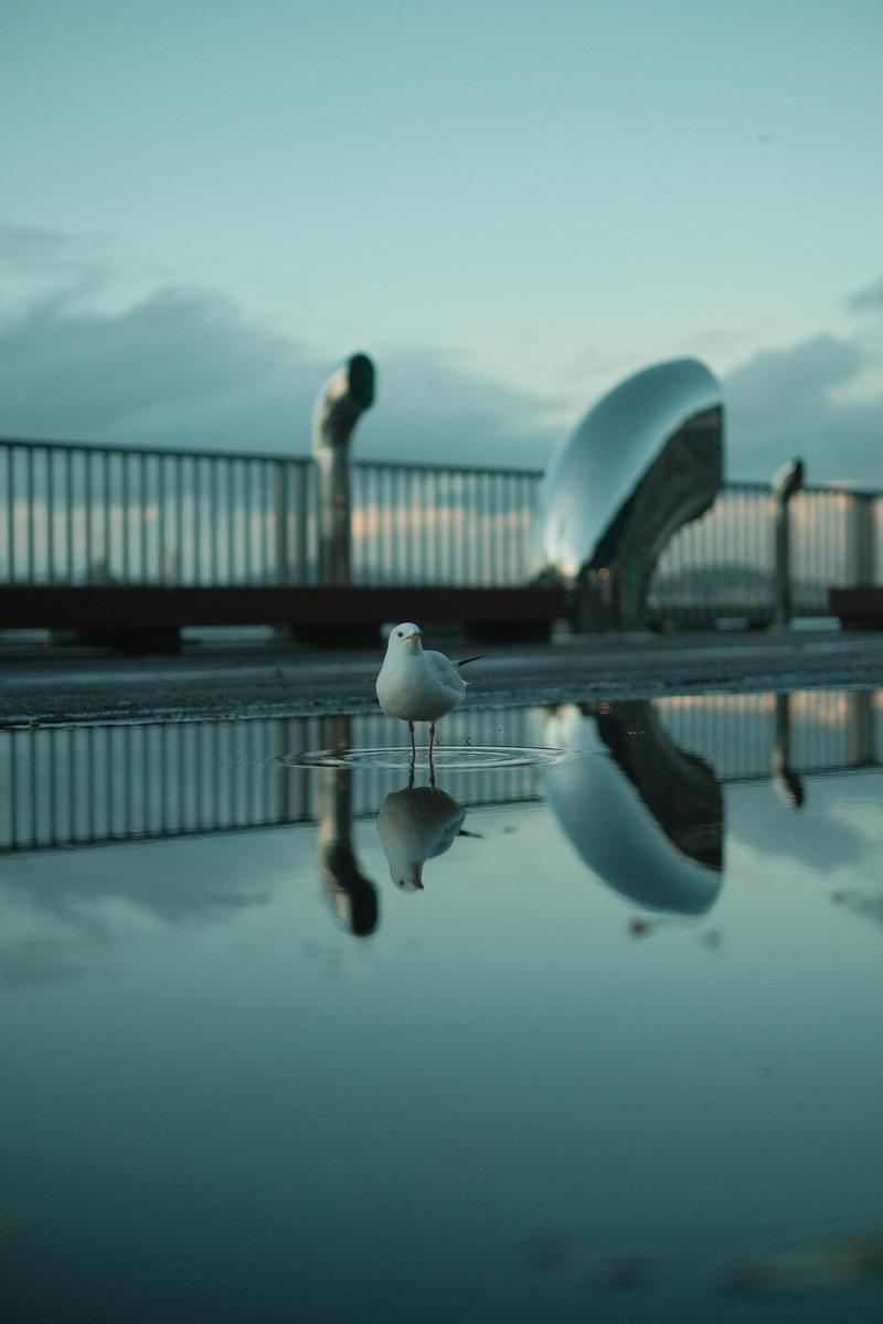 Hugh Huang;Sunny Spells and Seagulls