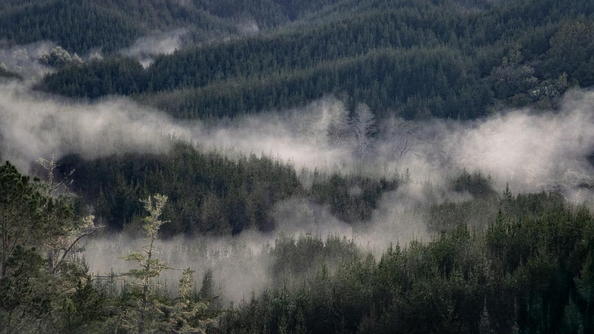 Sarah Macmillan;Morning Mist