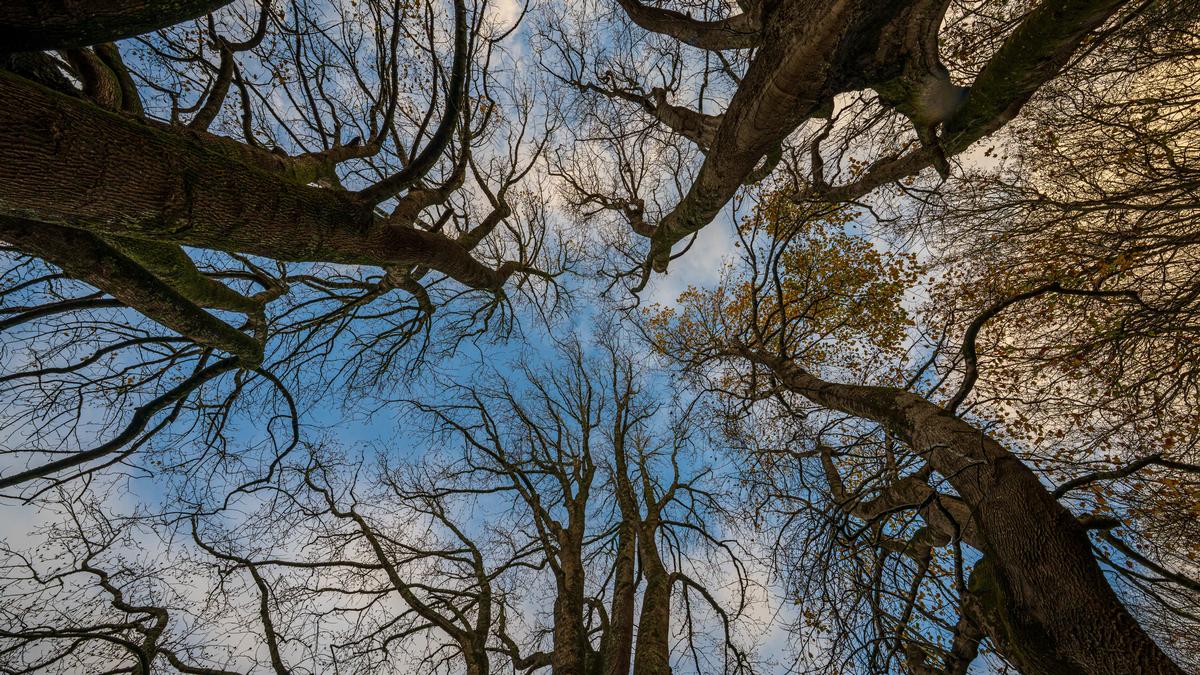 Thum Promtrai;Shy Canopy