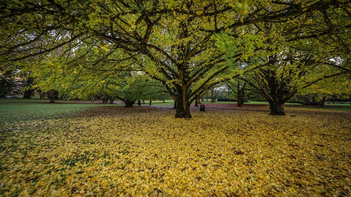 Thum Promtrai;Last remants of autumn