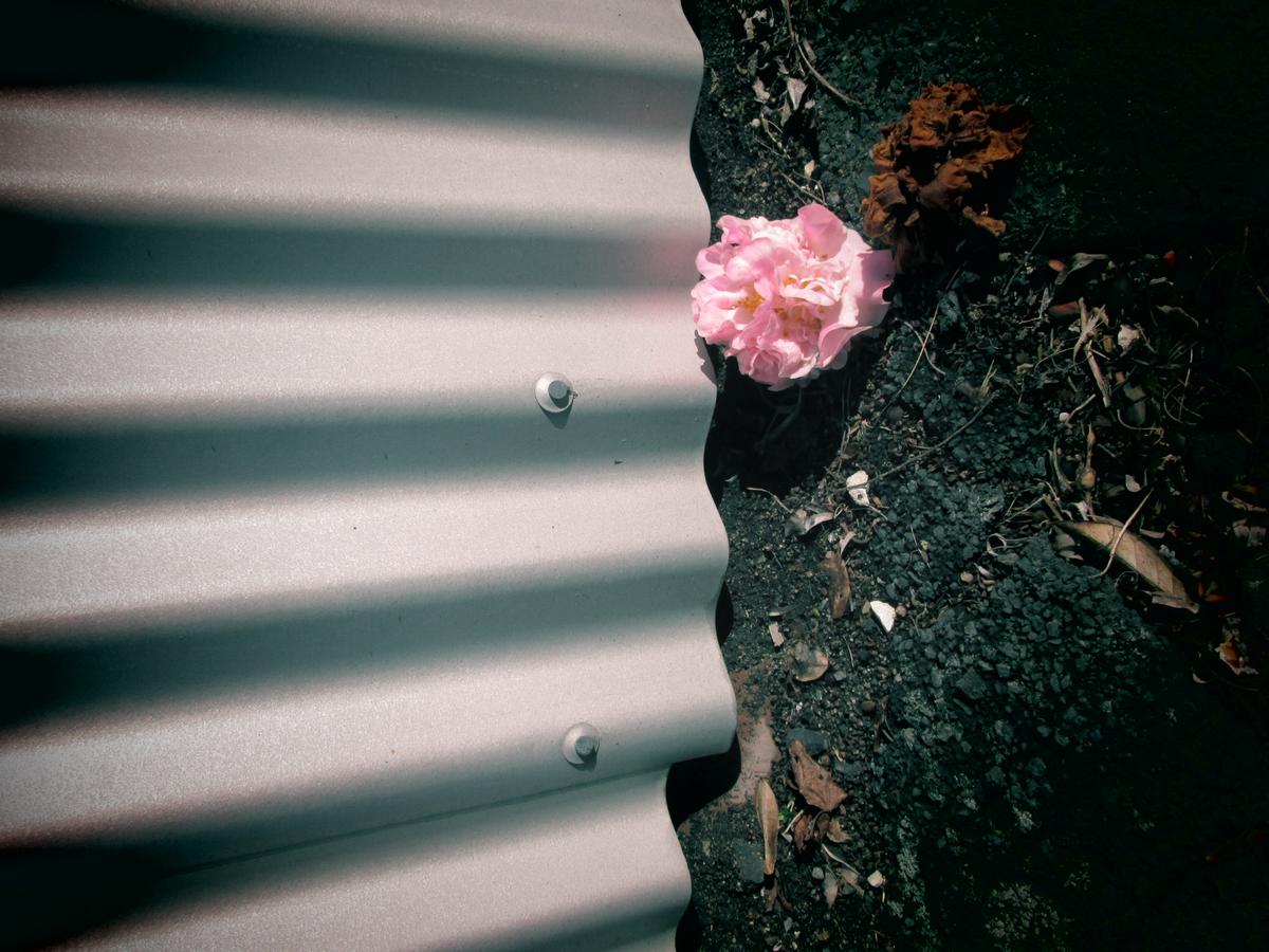 jeff sole;path