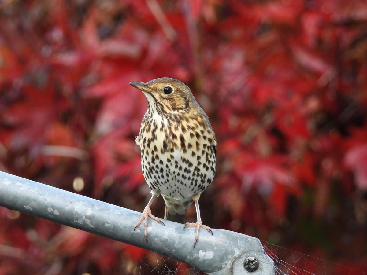 Amanda Paton;A Nosy Thrush sitting on the washing line