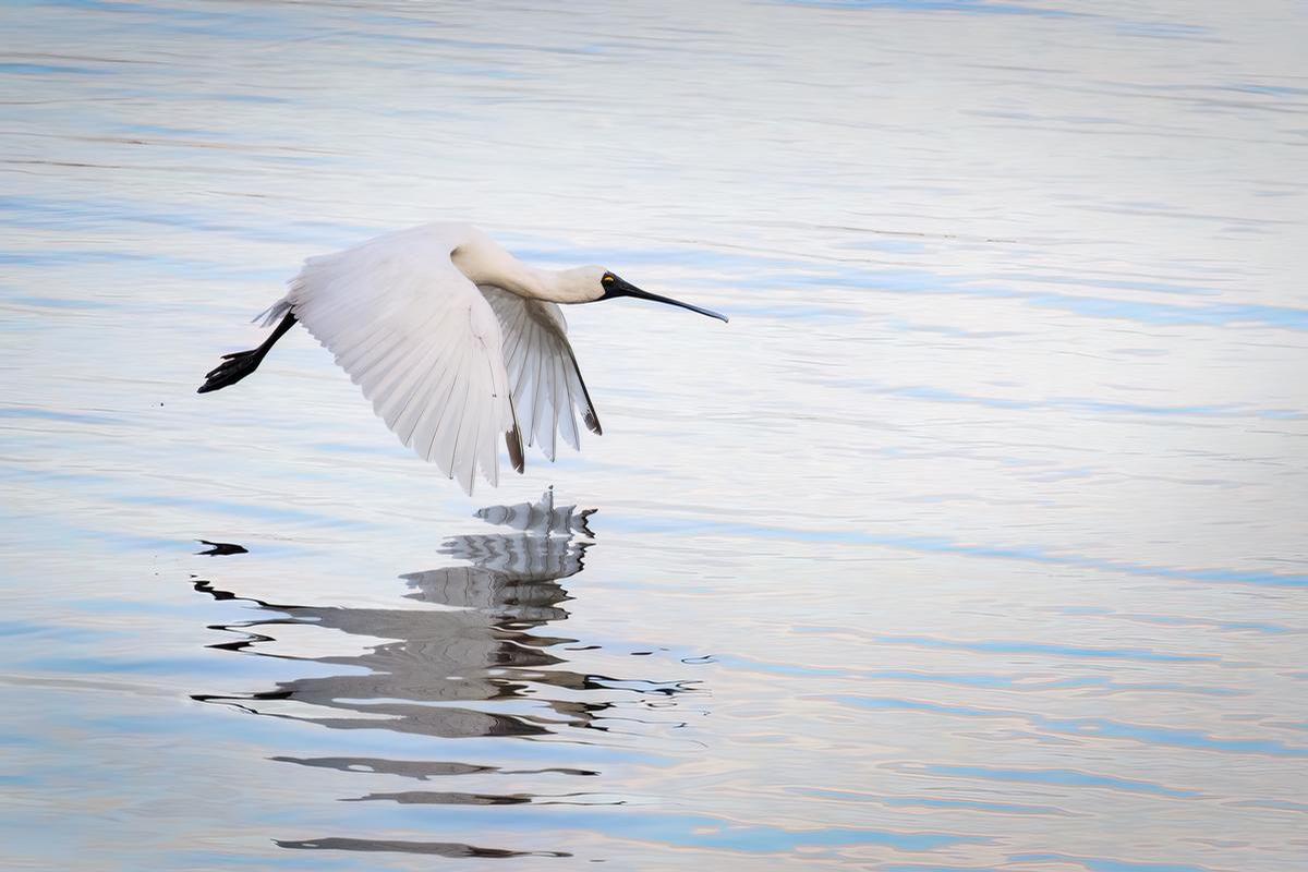 Janice Chen;Spoonbill