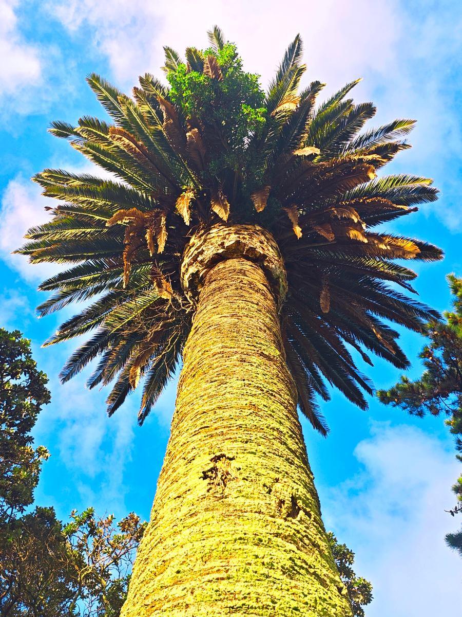 Celine Shi;Skyward Palm Majesty