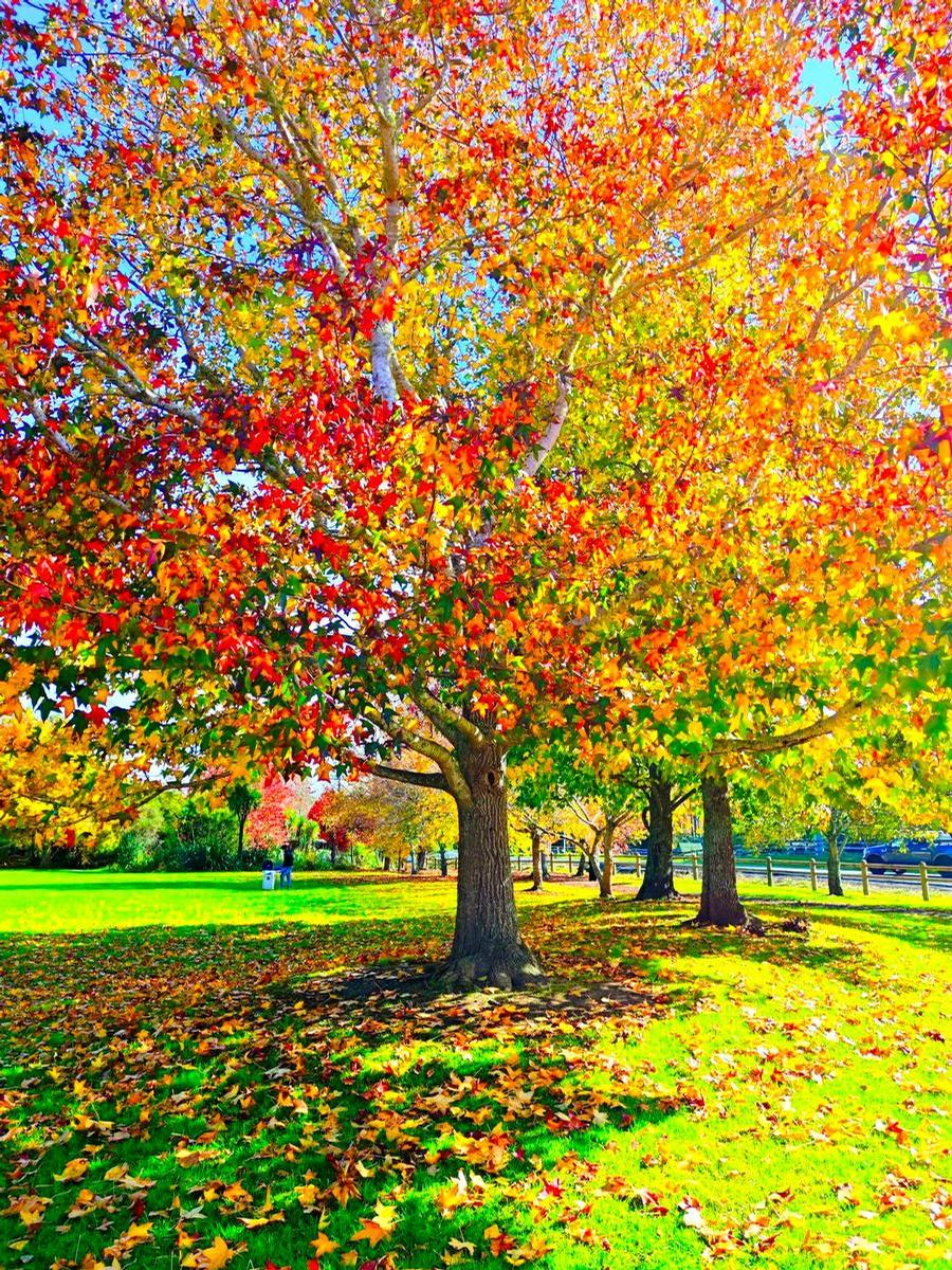 Celine Shi;Autumn's Colorful Embrace