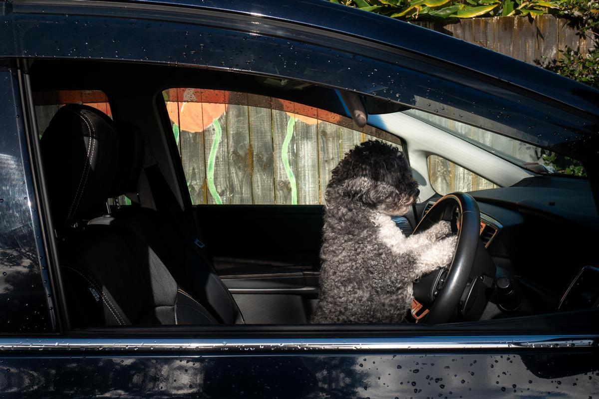 Lilly Schliebs;Doggy Driver