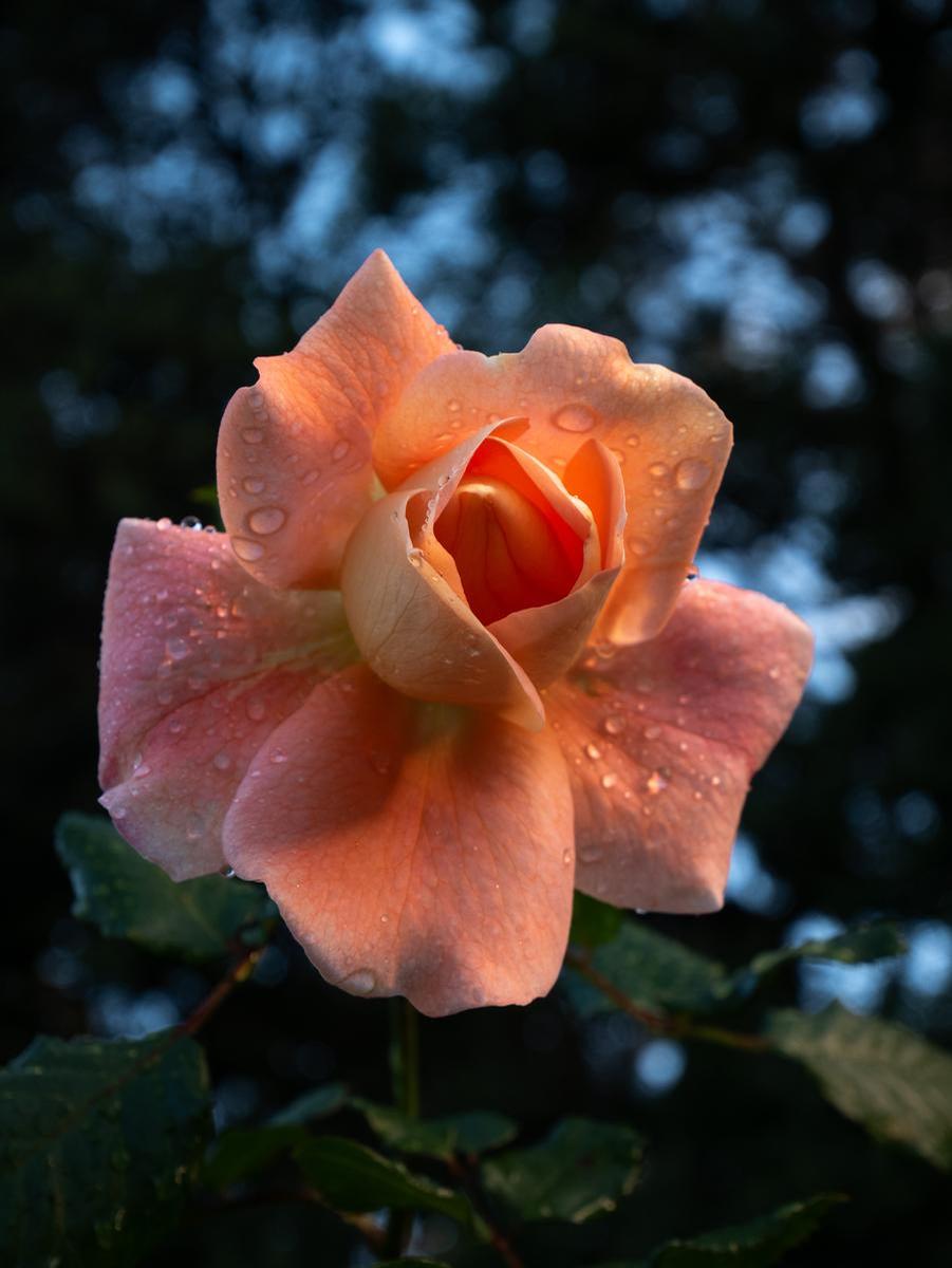 Lilly Schliebs;Sunset flower