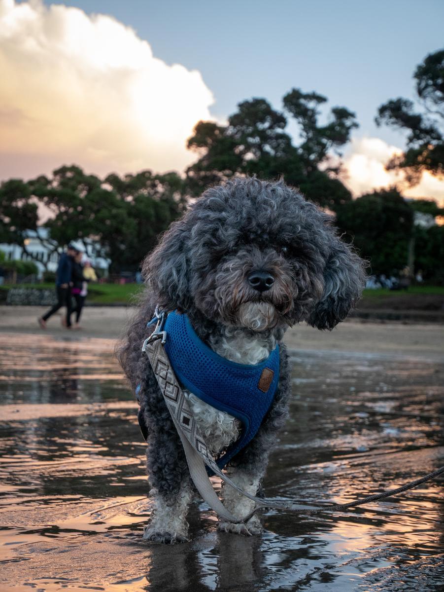 Lilly Schliebs;Beach walking the dog