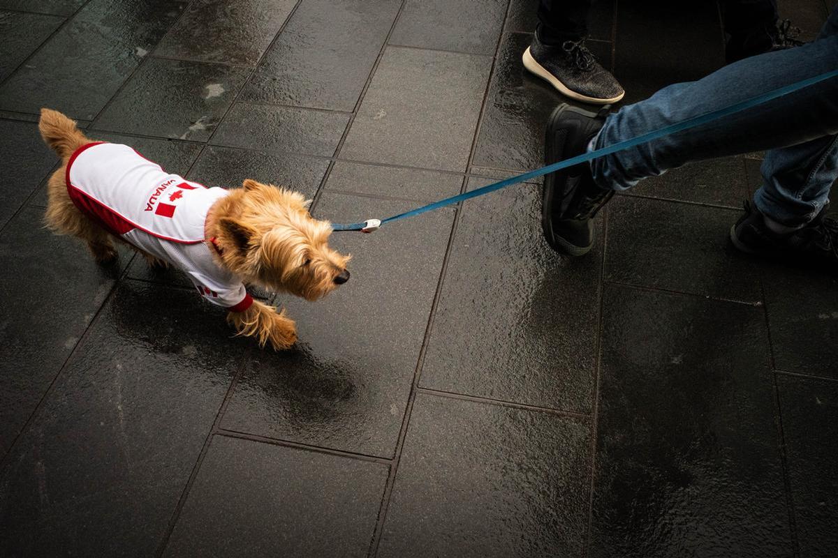 Stefan Schliebs;Walking the dog
