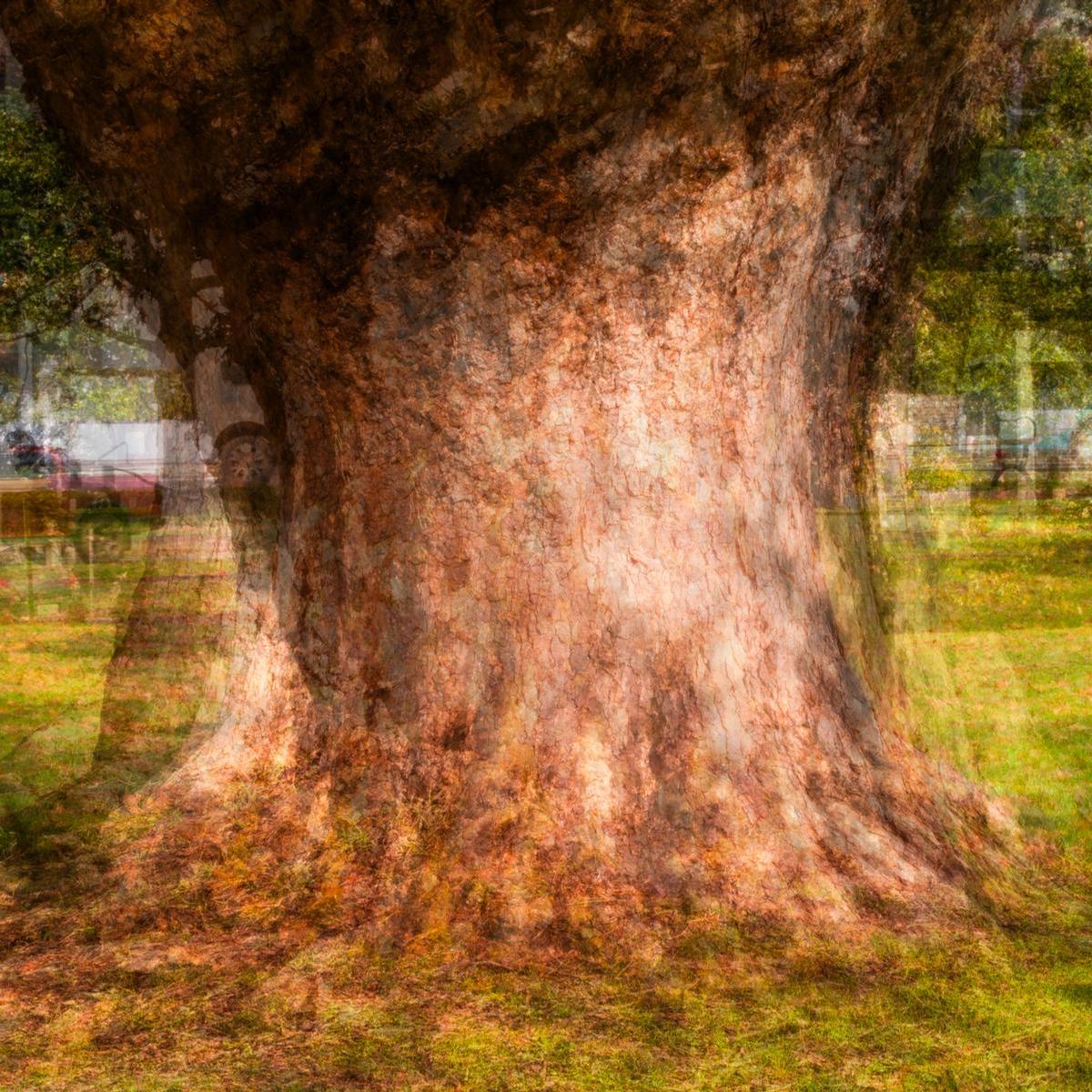 Roger Brown;The Wizard of Victoria Park