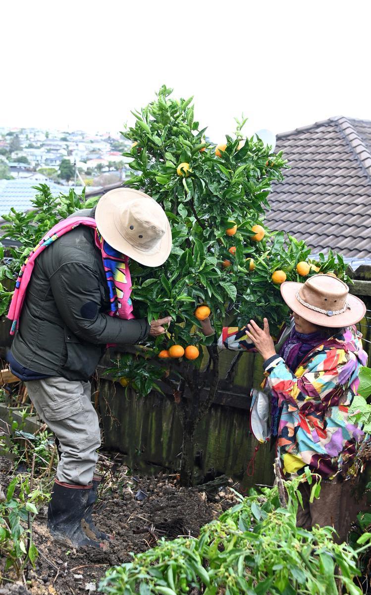 Hyun Duck Park;Picking mandarins