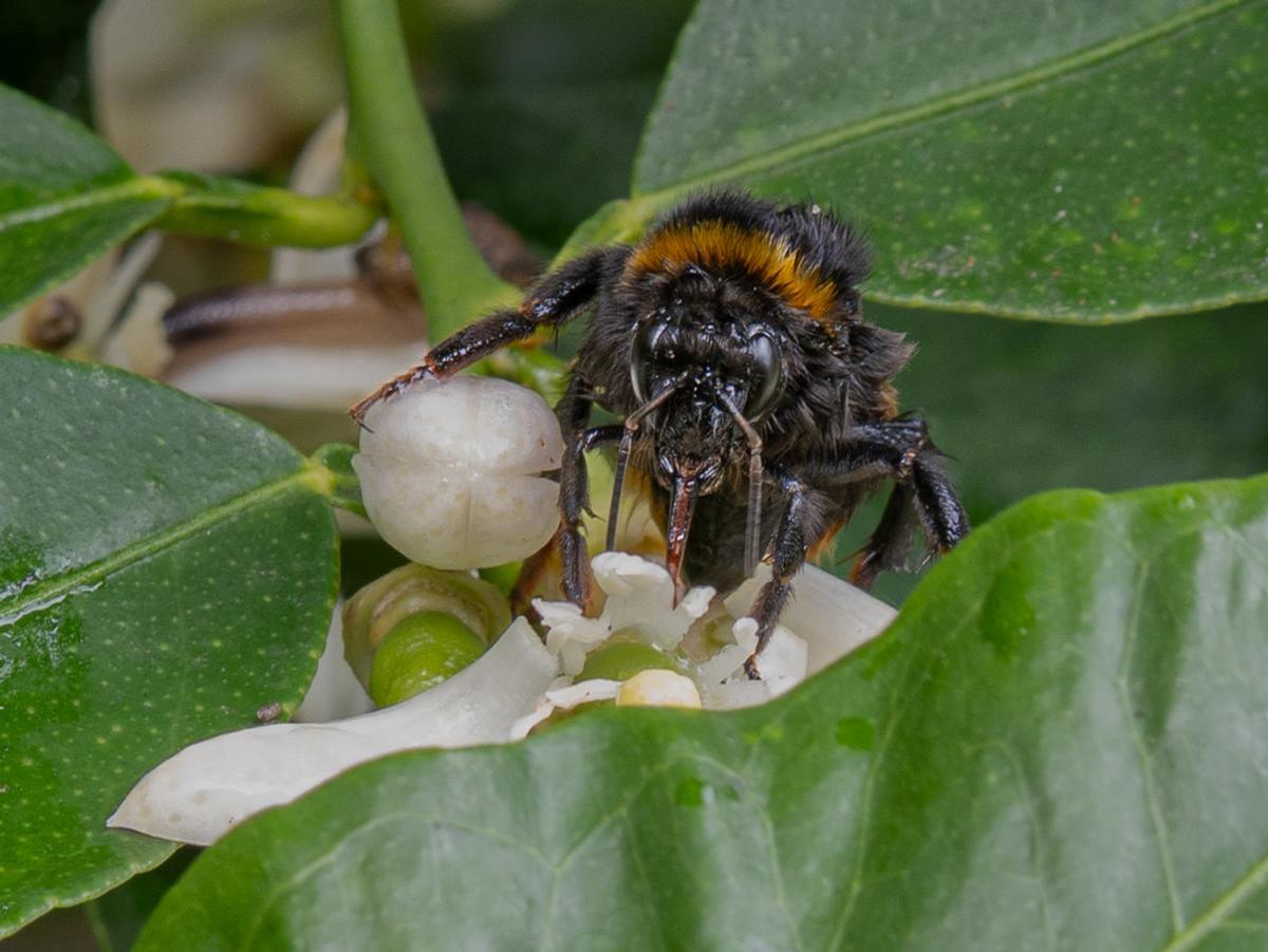 Eva Cadario;Bumble bee on lime blossoms