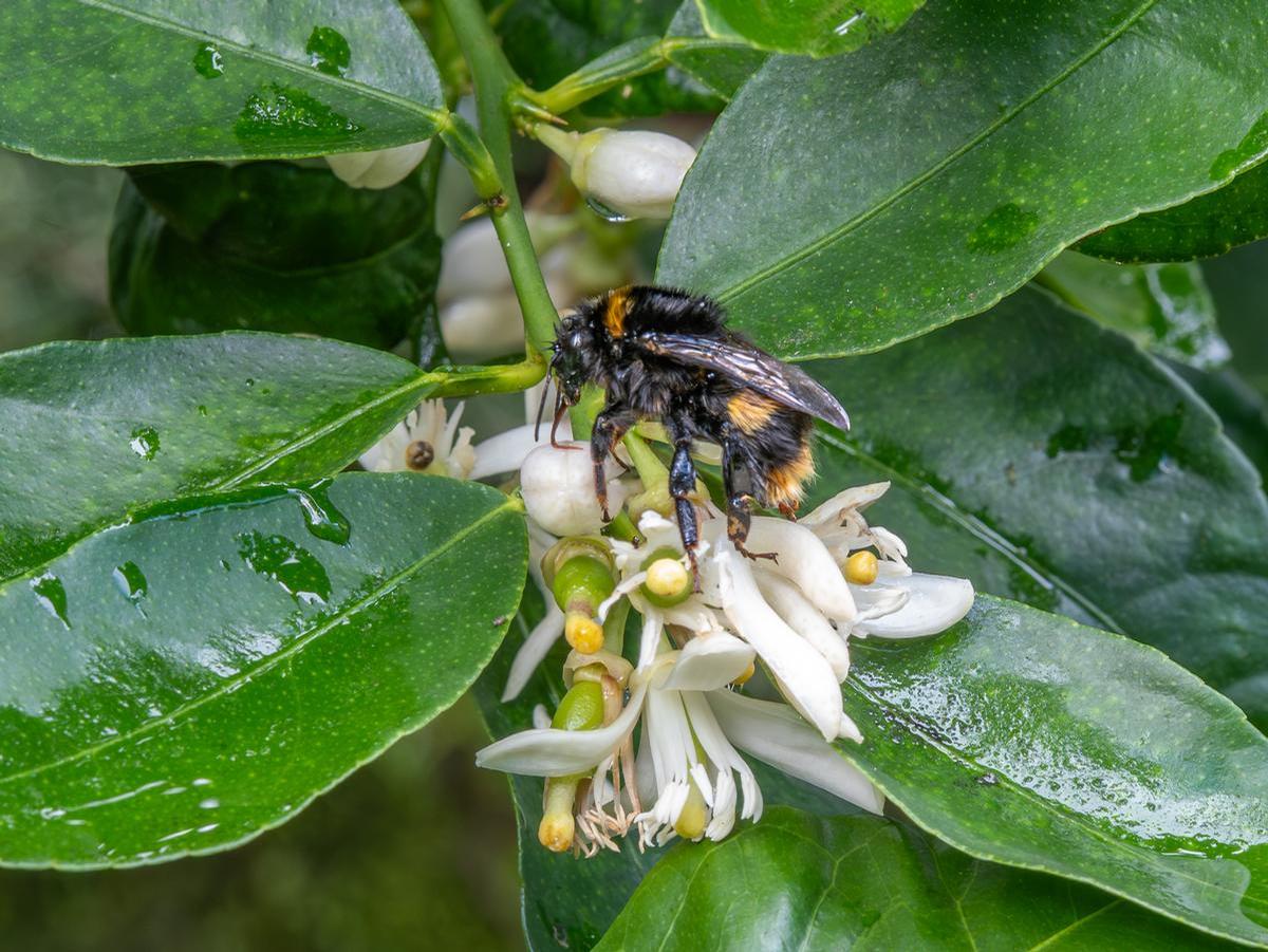 Eva Cadario;Bumble bee with tongue out