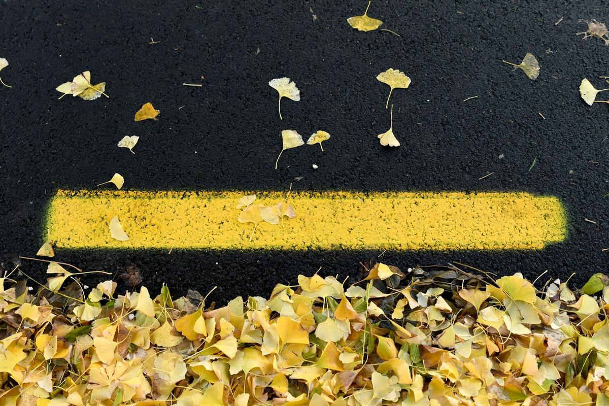 Goina Thedinga;Ginkgo gold