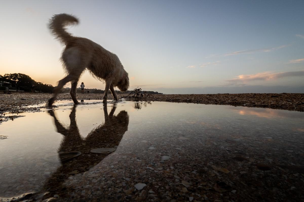 Andrew Malmo;Takapuna Beach Dog and Reflection