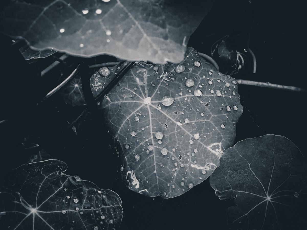 Anuke Rnanweera;tear drops on the leaf
