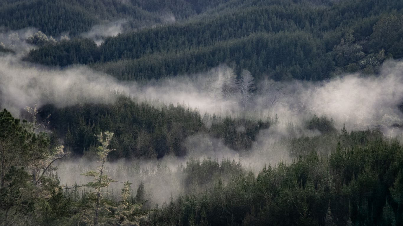 Sarah Macmillan SMacmillanMorningMist